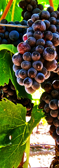 aglianico