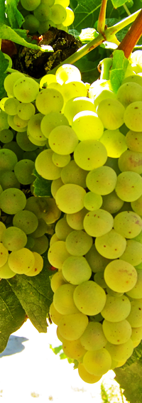 vino chardonnay