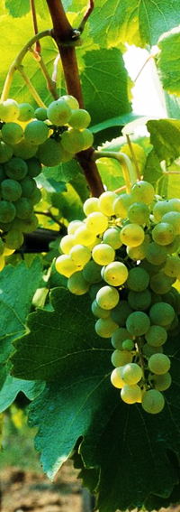 fiano del salento