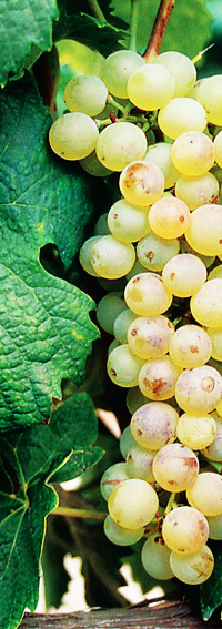 malvasia bianca