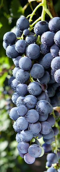 malvasia nera