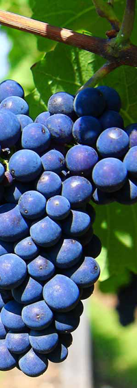 negroamaro