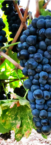 primitivo